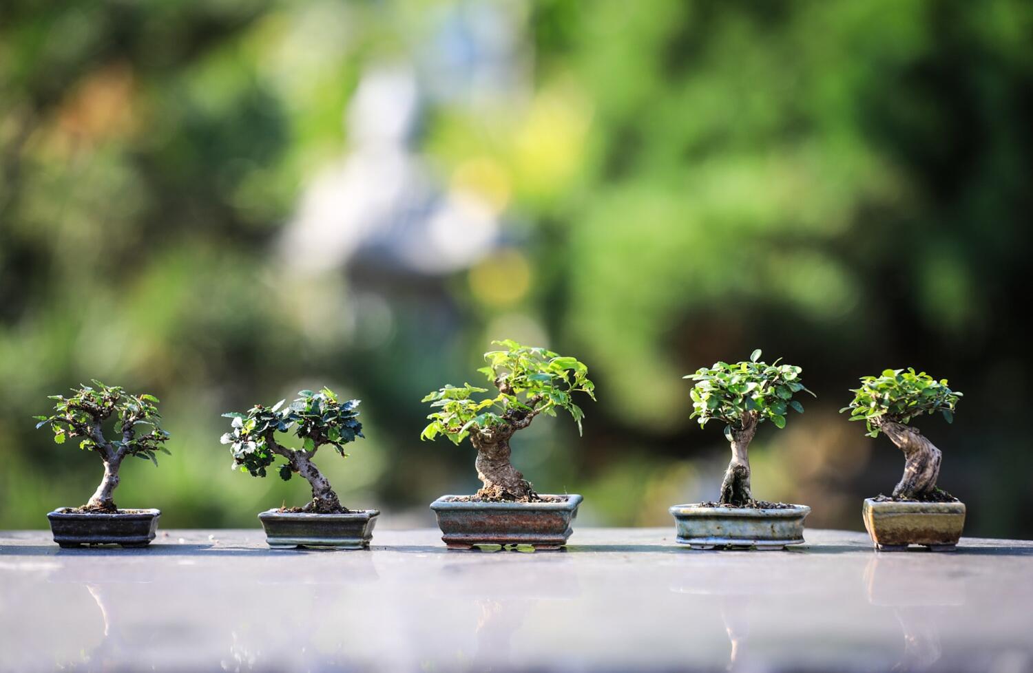 croissance du bonsaï